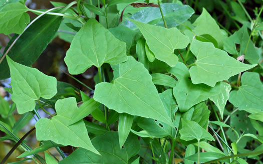 image of Mikania scandens, Climbing Hempweed