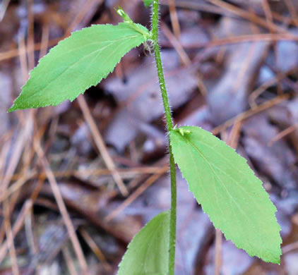 Indian-tobacco