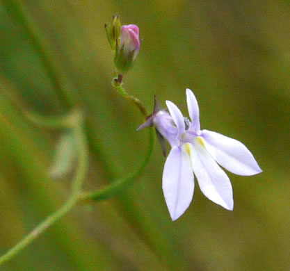 image of Lobelia nuttallii, Nuttall's Lobelia