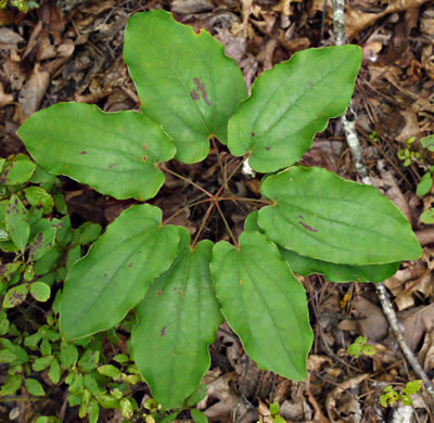 image of Smilax biltmoreana, Biltmore Carrionflower