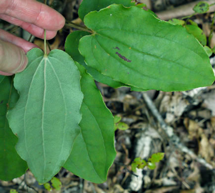 image of Smilax biltmoreana, Biltmore Carrionflower