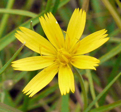 image of Krigia montana, Mountain Dwarf-dandelion, Mountain Cynthia