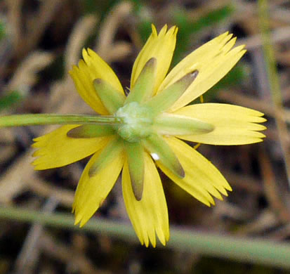 involucral bracts