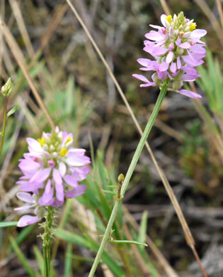 image of Polygala curtissii, Curtiss's Milkwort, Appalachian Milkwort