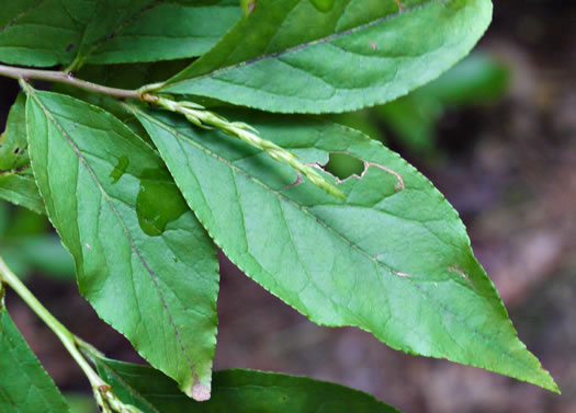 image of Eubotrys recurvus, Mountain Sweetbells, Mountain Fetterbush, Deciduous Fetterbush