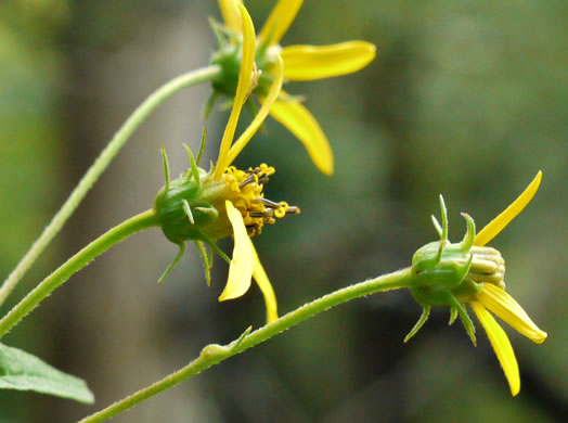 image of Helianthus microcephalus, Small Wood Sunflower, Small-headed Sunflower