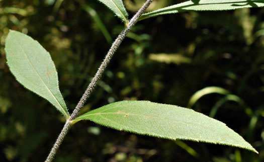 image of Helianthus resinosus, Hairy Sunflower, Resinous Sunflower, Gray Sunflower, Resindot Sunflower