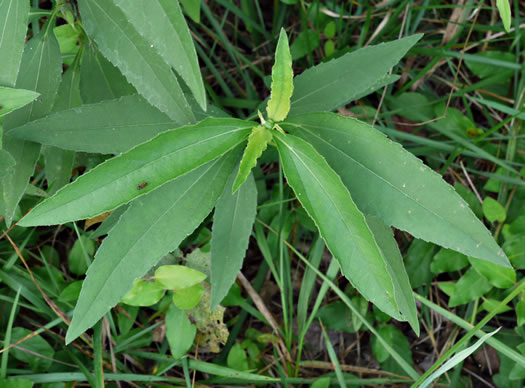 image of Helianthus laetiflorus, Showy Sunflower, cheerful sunflower