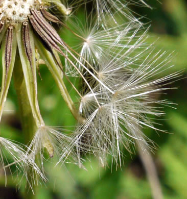 image of Pyrrhopappus carolinianus, Carolina False-dandelion, Carolina Desert-chicory