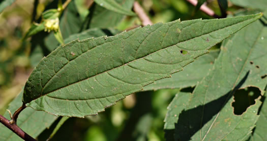 image of Helianthus microcephalus, Small Wood Sunflower, Small-headed Sunflower