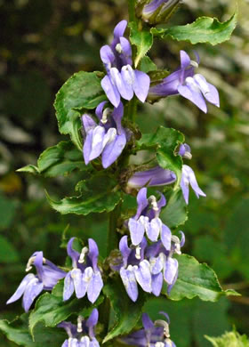 image of Lobelia siphilitica, Great Blue Lobelia