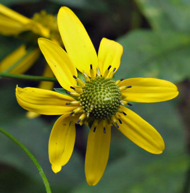 image of Rudbeckia laciniata var. laciniata, Greenheaded Coneflower, Common Cutleaf Coneflower