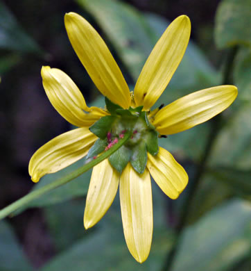 involucral bracts