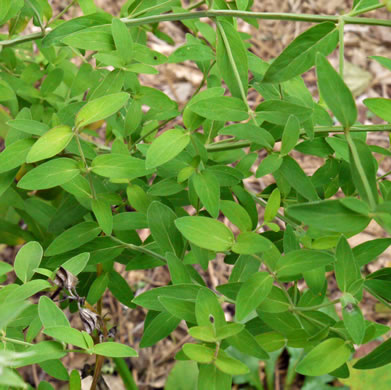 image of Pycnanthemum flexuosum, Savanna Mountain-mint, Savanna Mint