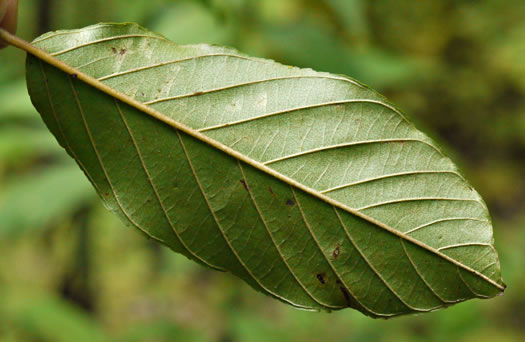 image of Frangula caroliniana, Carolina Buckthorn, Polecat-tree, Indian Currant, Indian-cherry