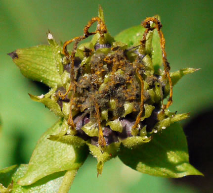 image of Smallanthus uvedalia, Bearsfoot, Hairy Leafcup, Yellow Leafcup