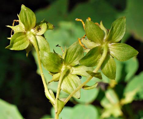 Smallanthus uvedalia, Bearsfoot, Hairy Leafcup, Yellow Leafcup