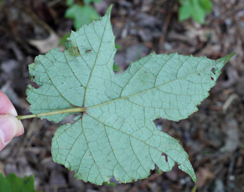 Vitis aestivalis var. bicolor, Silverleaf Grape