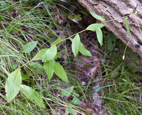 Hieracium paniculatum, Leafy Hawkweed, Panicled Hawkweed, Allegheny Hawkweed