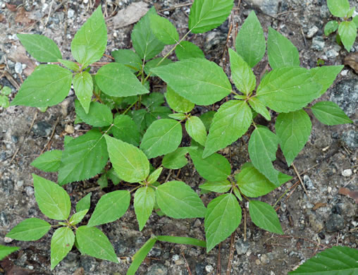 image of Acalypha rhomboidea, Common Threeseed Mercury, Rhombic Copperleaf