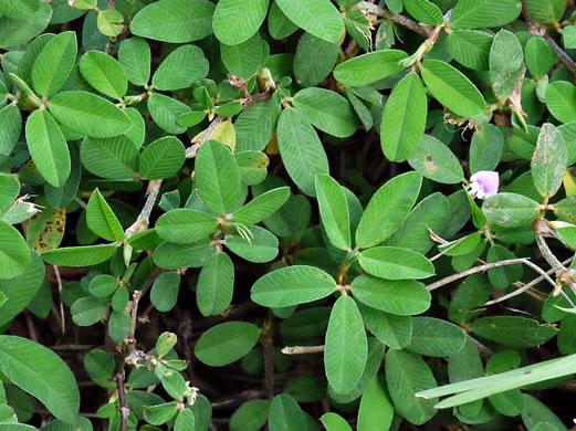 image of Kummerowia striata, Japanese-clover, Common Lespedeza, Annual Lespedeza