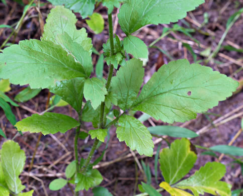 image of Geum virginianum, Pale Avens, Cream Avens