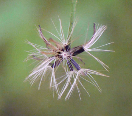 Hieracium paniculatum, Leafy Hawkweed, Panicled Hawkweed, Allegheny Hawkweed