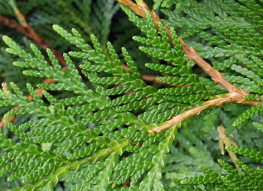 image of Thuja occidentalis, American Arborvitae, Northern White Cedar, Flat Cedar, Eastern Arborvitae