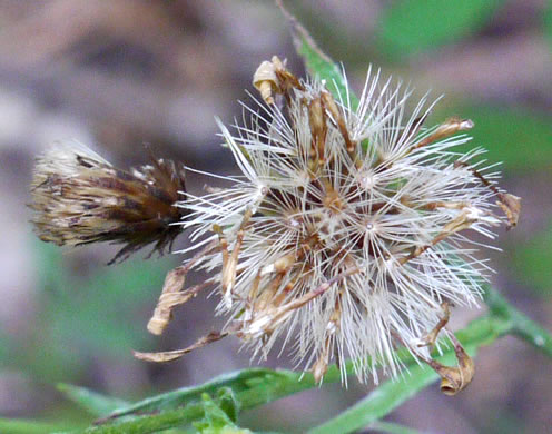 image of Pityopsis aspera var. adenolepis, Carolina Silkgrass, Pineland Silkgrass, Grassleaf Goldenaster