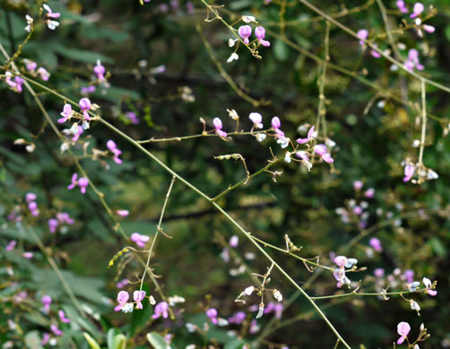 image of Desmodium perplexum, Perplexing Tick-trefoil, Dillen's Tick-trefoil