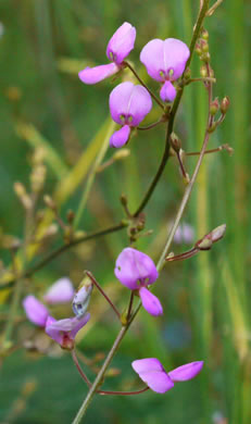 image of Desmodium perplexum, Perplexing Tick-trefoil, Dillen's Tick-trefoil