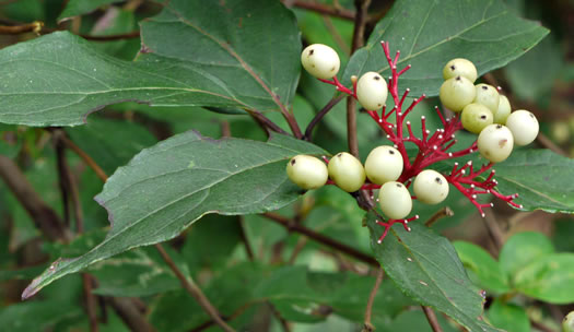 Swida foemina, Southern Swamp Dogwood