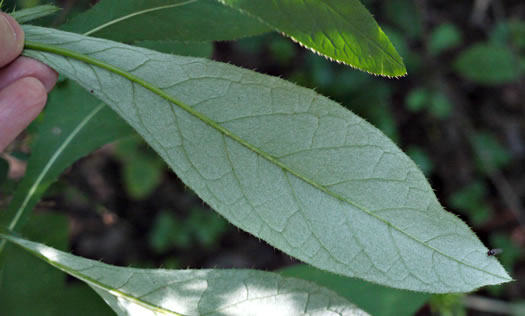 image of Cirsium altissimum, Tall Thistle