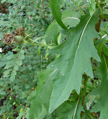 image of Cirsium altissimum, Tall Thistle