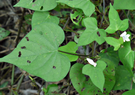 image of Ipomoea lacunosa, Small White Morning Glory, Small-flowered Morning Glory, Whitestar