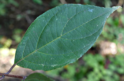 image of Swida foemina, Southern Swamp Dogwood