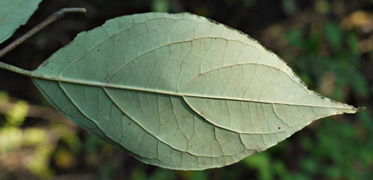 Swida foemina, Southern Swamp Dogwood