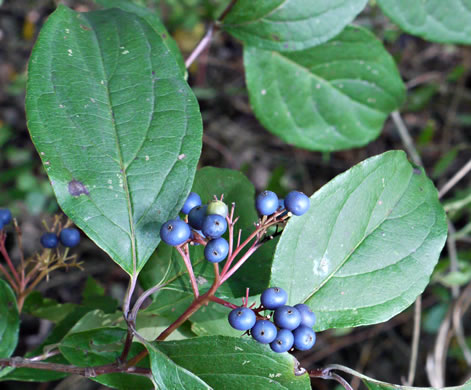 image of Swida foemina, Southern Swamp Dogwood