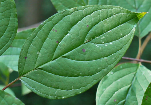 image of Swida amomum, Silky Dogwood, Bush Dogwood, Silky Cornel