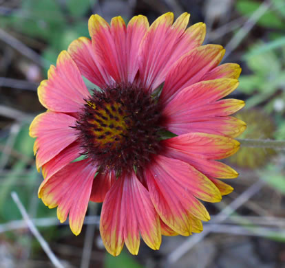 image of Gaillardia pulchella var. pulchella, Common Blanket-flower, Gaillardia, Firewheel, Indian Blanket Flower