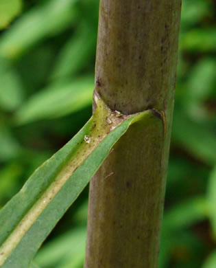 image of Lactuca floridana, Woodland Lettuce