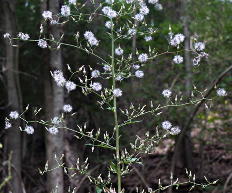 image of Lactuca floridana, Woodland Lettuce