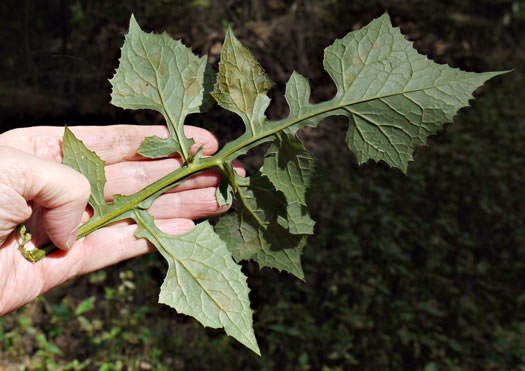 image of Lactuca floridana, Woodland Lettuce