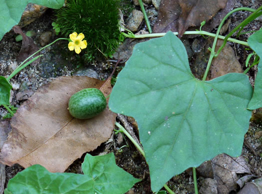 image of Melothria pendula, Creeping Cucumber