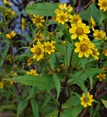 image of Bidens cernua, Nodding Bur-marigold, Nodding Beggarticks