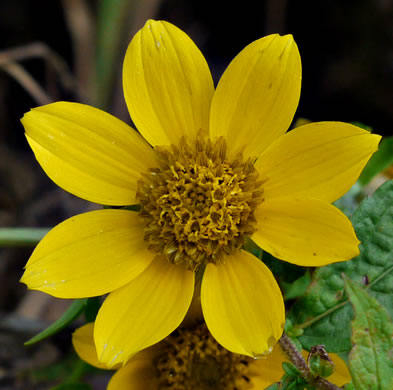 image of Bidens cernua, Nodding Bur-marigold, Nodding Beggarticks