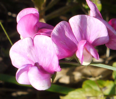 image of Lathyrus latifolius, Everlasting Pea, Perennial Sweet Pea