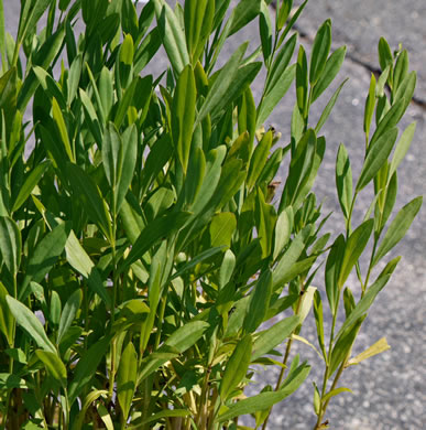 image of Boltonia asteroides var. glastifolia, Eastern Doll's-daisy, White Doll's-daisy, False Aster, Boltonia