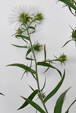 Symphyotrichum pilosum var. pilosum, Frost Aster, White Heath Aster