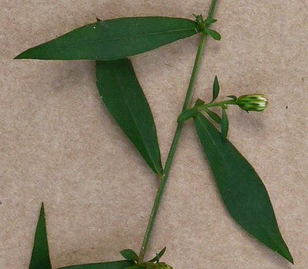 image of Symphyotrichum lateriflorum, Calico Aster, Starved Aster, Goblet Aster